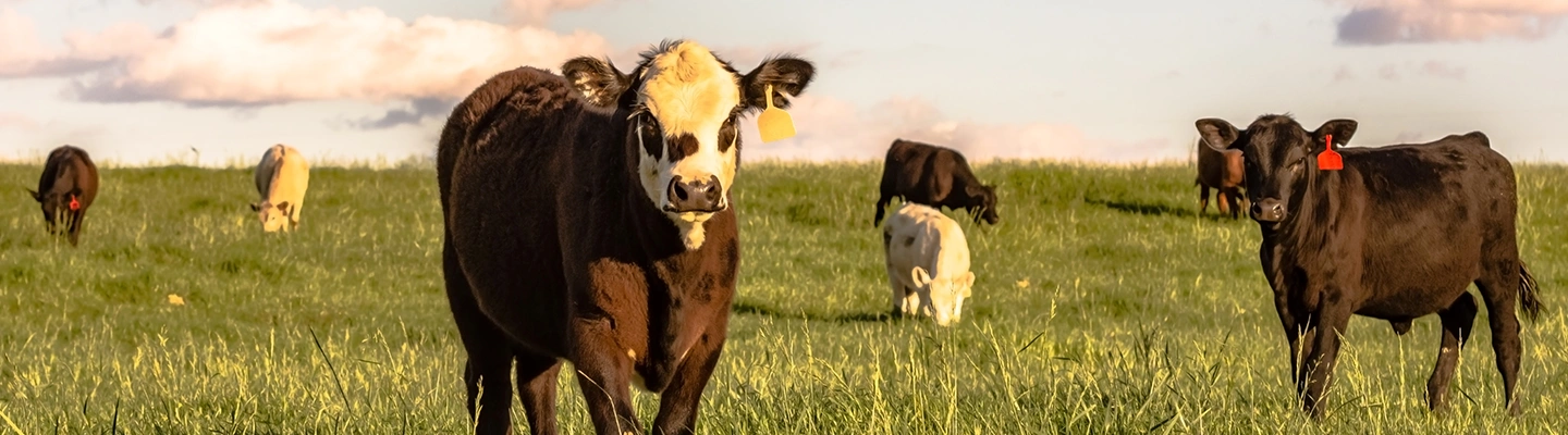 Cattle grazing a grassy hill