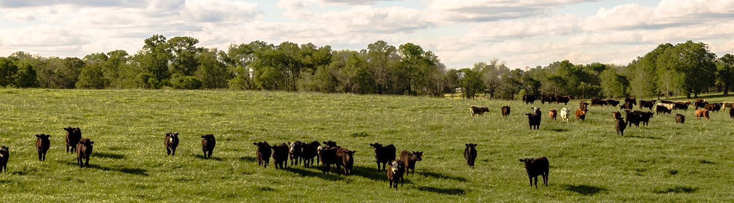A green pasture filled with cattle